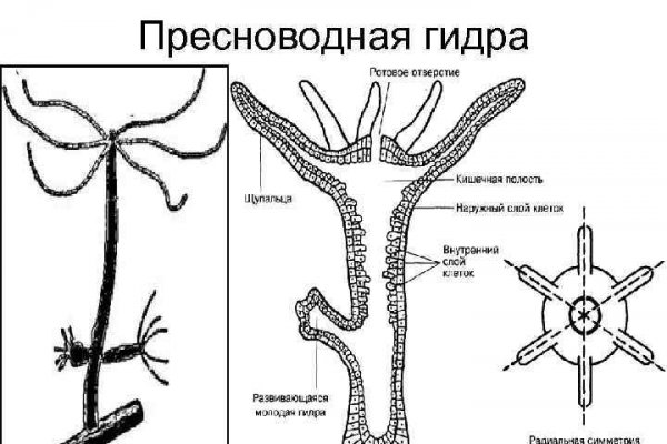 Кракен сайт дарк нет